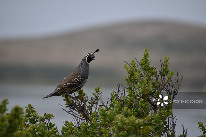 美国加利福尼亚州雷耶斯角站，鹌鹑栖息在树上特写图片素材