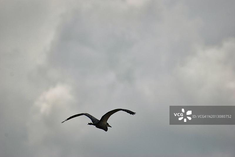 低角度拍摄：加拿大雁飞翔图片素材