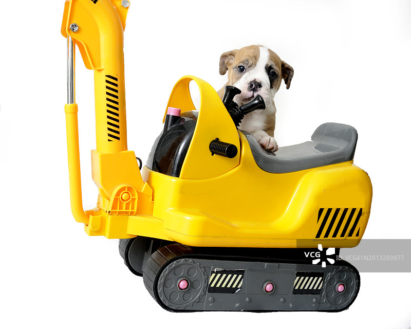 两个月大英国斗牛犬幼犬图片素材