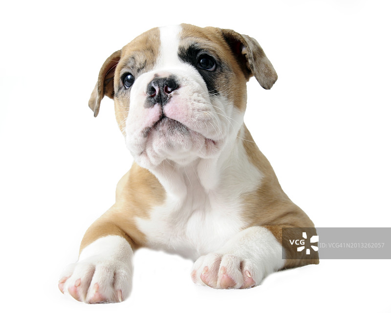 两个月大英国斗牛犬幼犬图片素材