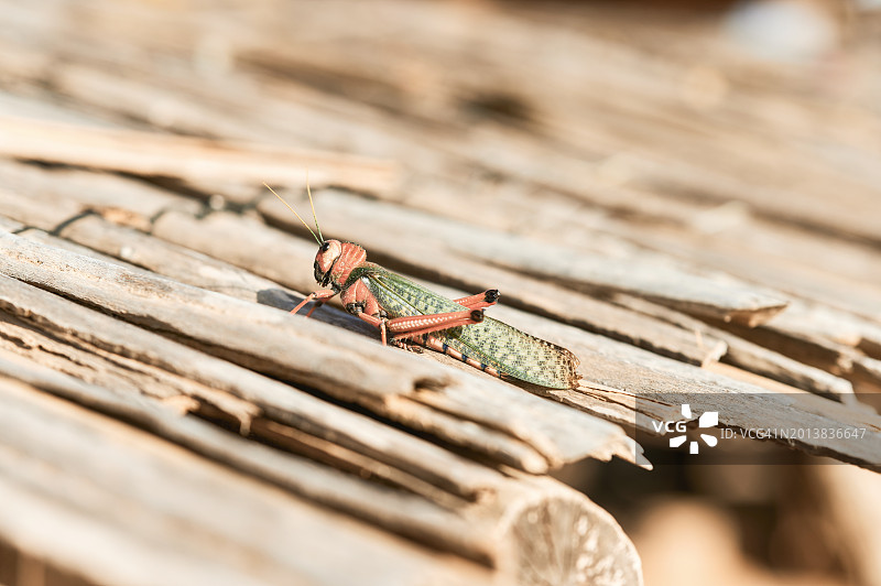 栖息在木板上的蚱蜢图片素材