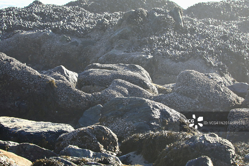 退潮后的海边岩石图片素材