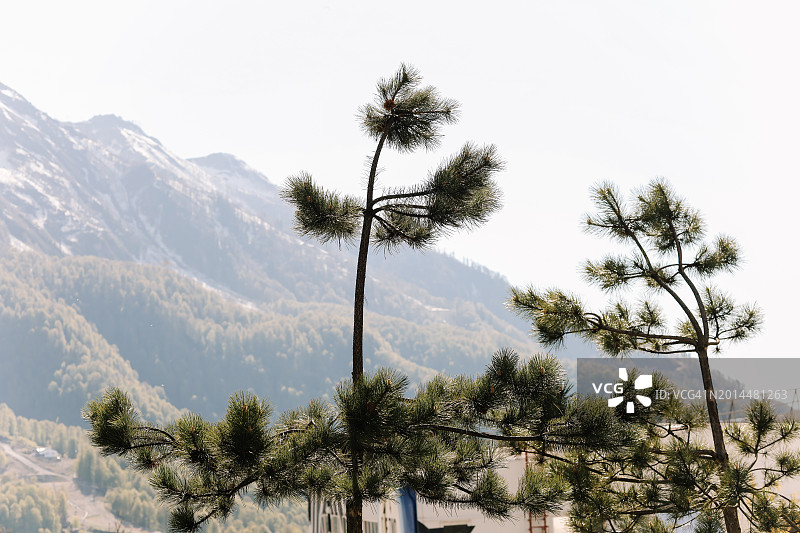 雪山树梢风景背景（索契，红波利亚纳）图片素材