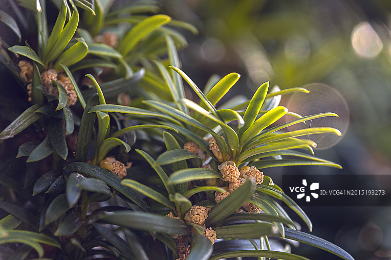 爱尔兰紫杉图片素材