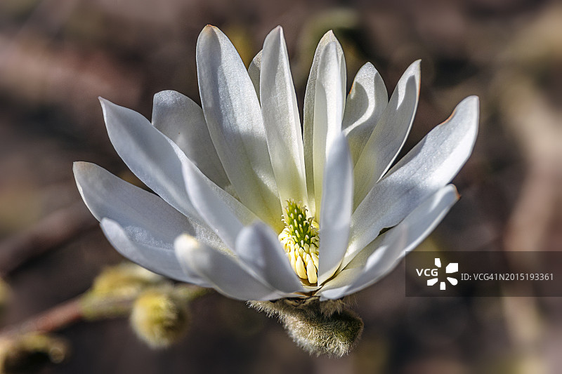 星花玉兰图片素材