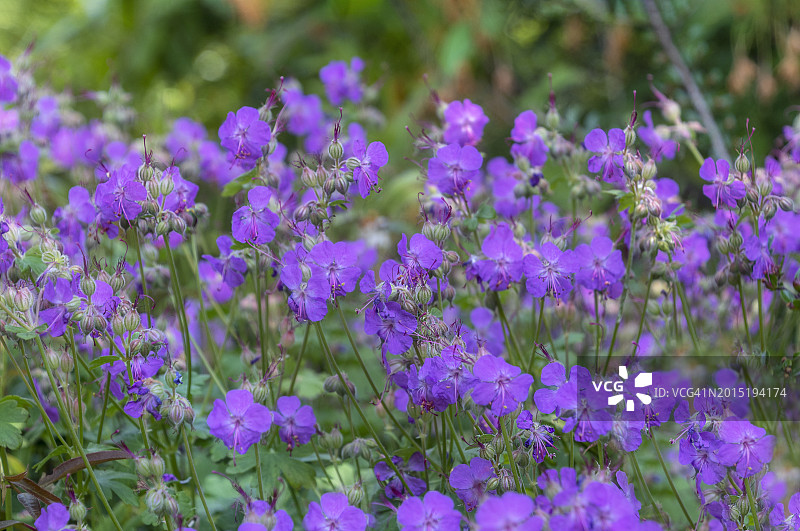 剑桥天竺葵图片素材