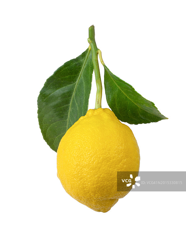 白色背景上的柠檬图片素材