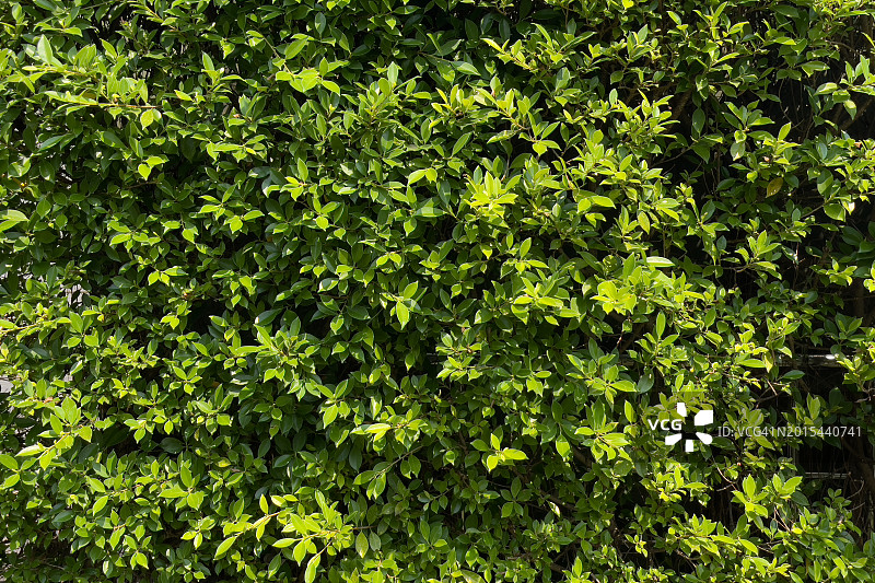 花园中绿色树篱植物特写背景图片素材
