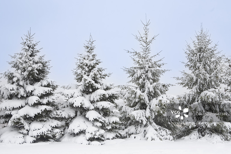 美国新泽西门德姆：冬季被白雪覆盖的挪威云杉树图片素材