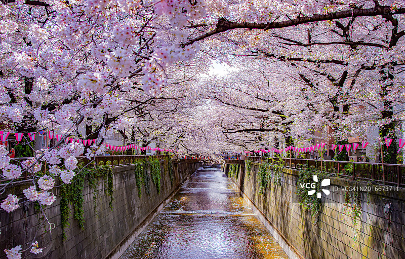 春天日本东京目黑川沿岸的粉色樱花树隧道图片素材