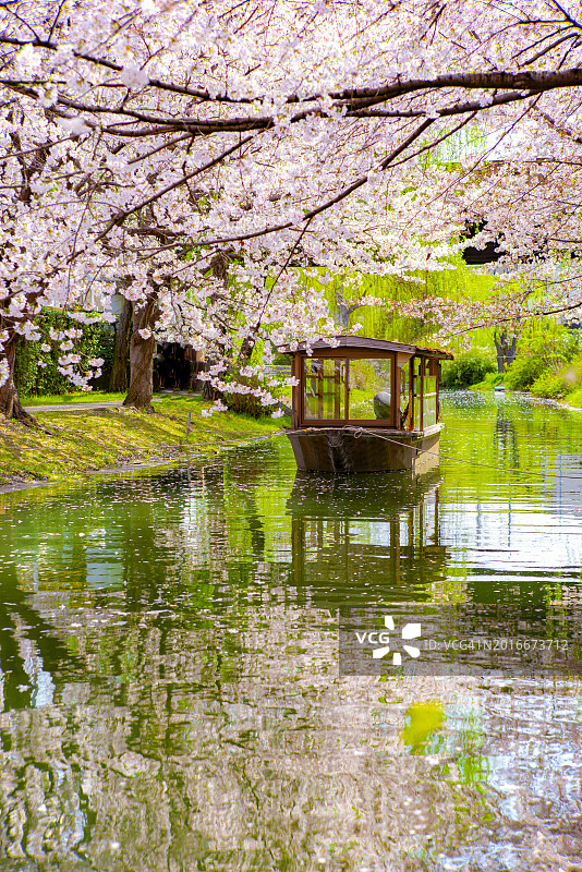 日本京都伏见十石舟游船赏樱花隧道美景图片素材