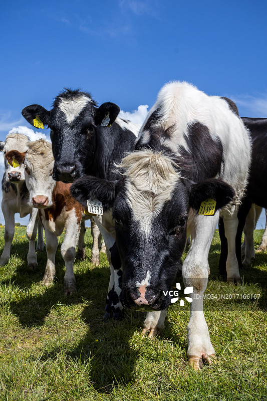 草地上的荷斯坦奶牛图片素材