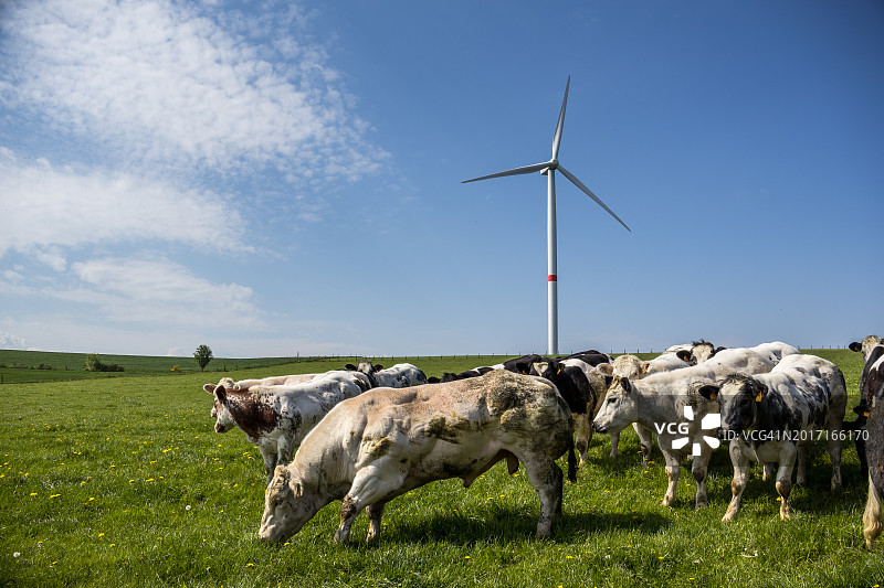 风车和奶牛图片素材