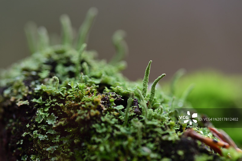 地衣图片素材
