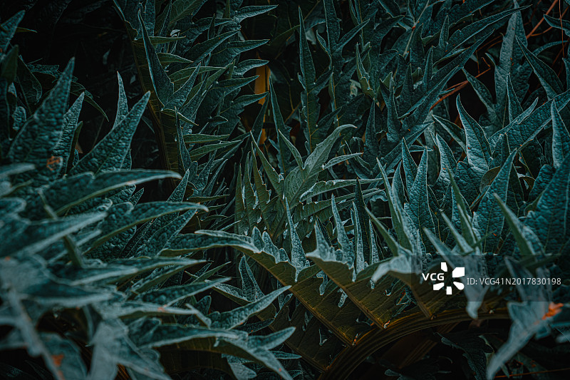 深绿色树叶背景图片素材