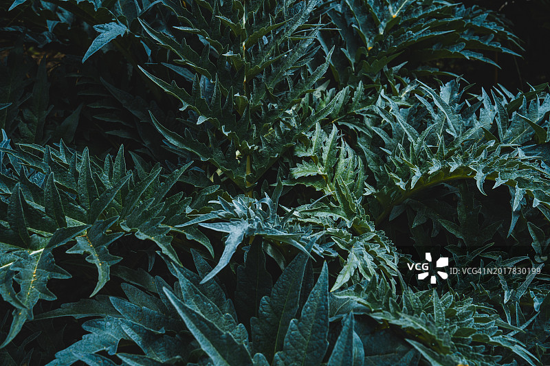 深绿色树叶背景图片素材