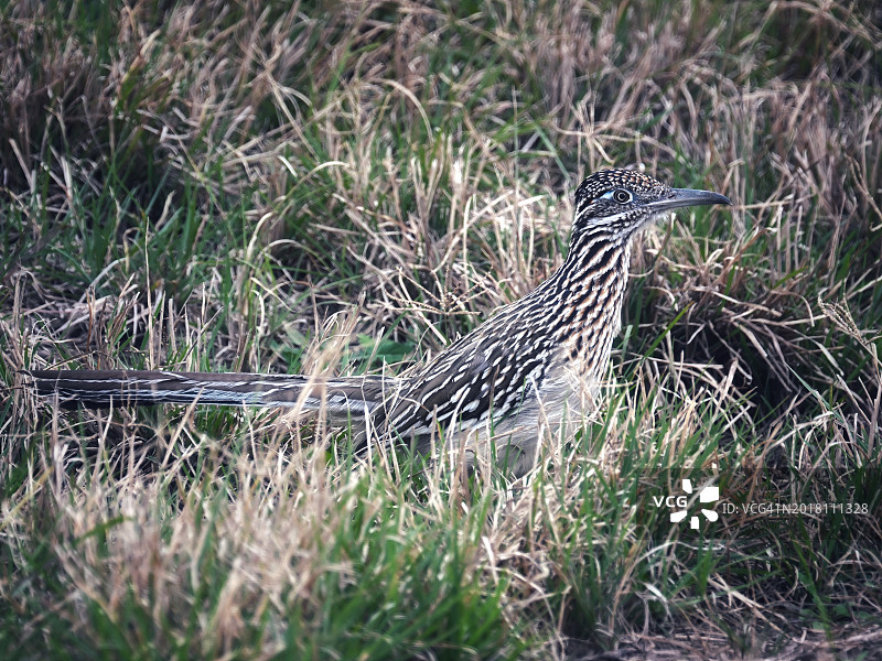 在茂密草丛中躲藏的大走鹃图片素材