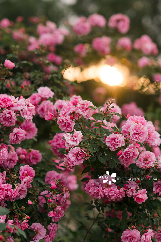 粉色玫瑰花背景：花园中盛开的娇嫩桃色玫瑰图片素材