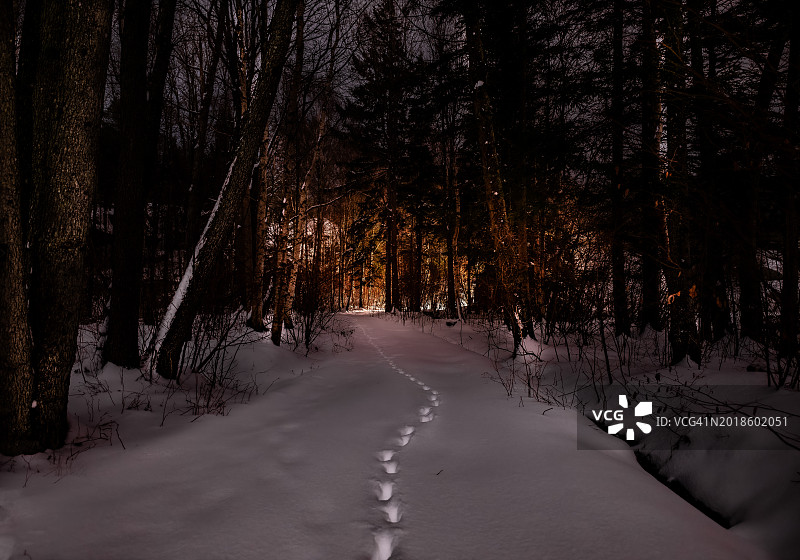 森林土路上动物的雪地足迹图片素材