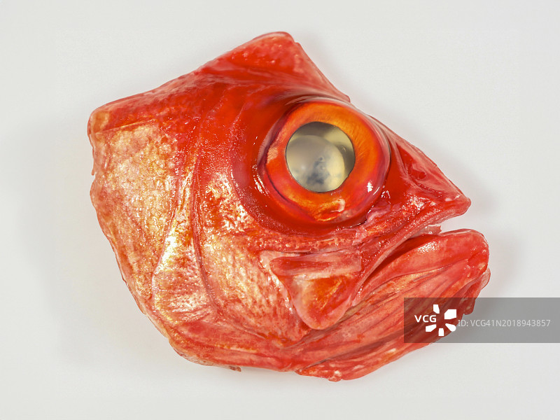 金眼鲷的鲜明凝视图片素材