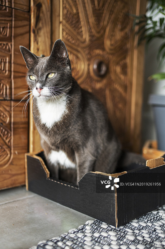 可爱的猫坐在家里的纸板箱里图片素材