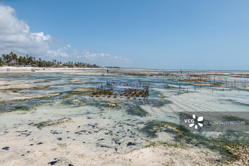 桑给巴尔的詹比阿尼海滩 - 坦桑尼亚 - 非洲图片素材