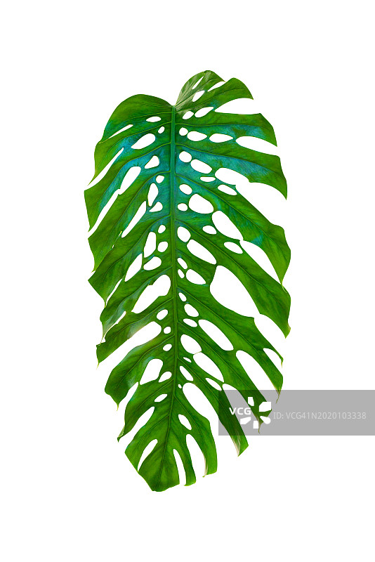 巨型洞洞蔓绿绒或安德松蔓绿绒，巨型热带雨林叶，瑞士奶酪植物设计图案，孤立在白色背景上图片素材