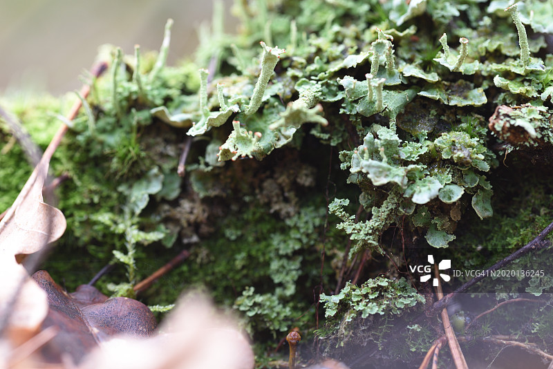 地衣图片素材