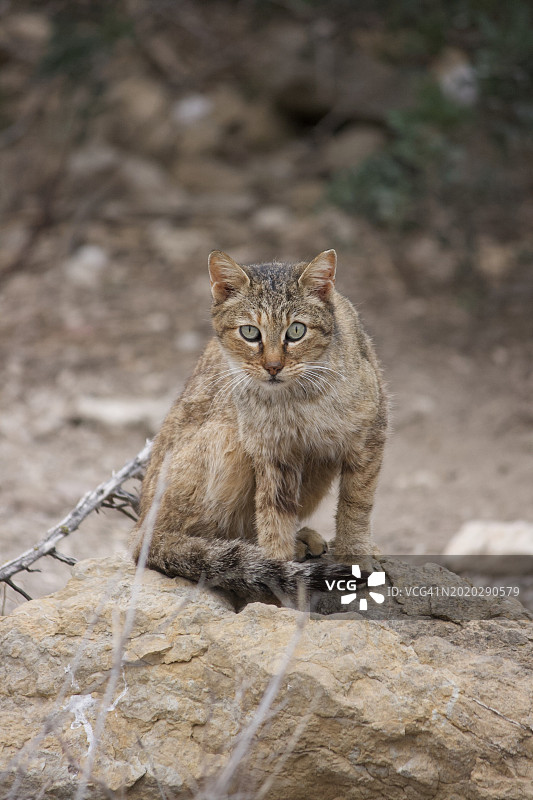 地中海虎斑猫图片素材