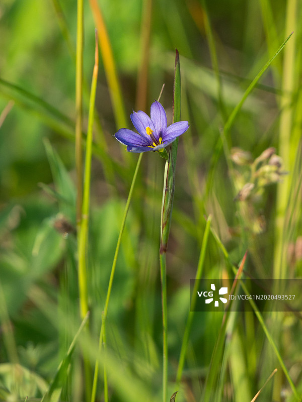 晴天绿草丛中紫色蓝眼草特写图片素材