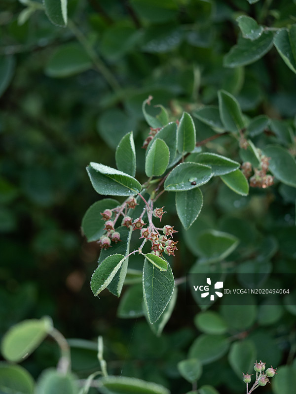 绿叶未熟浆果晨露枝条图片素材