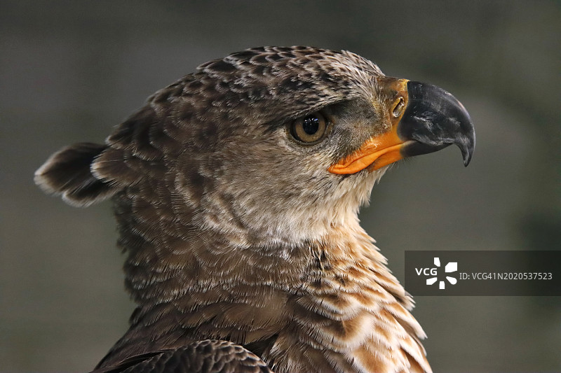年轻的冕鹰，大型猎鸟图片素材