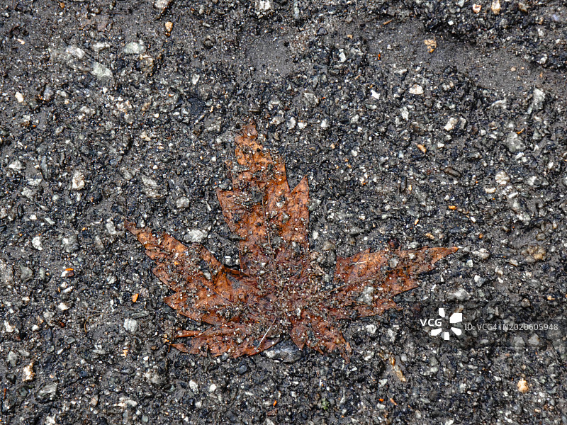 沥青路面上的一片叶子图片素材