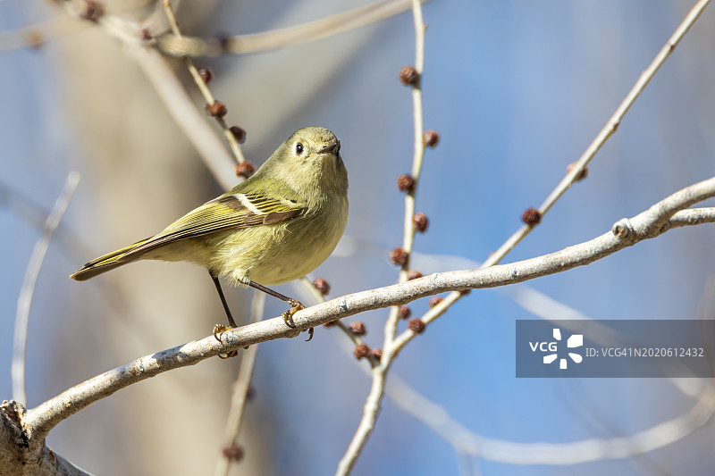 摆姿势的戴菊图片素材