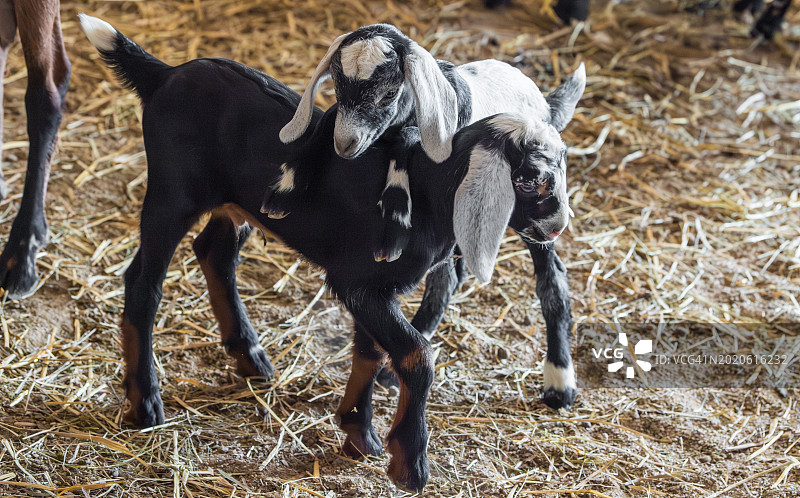 家养努比亚小山羊嬉戏图片素材