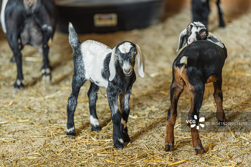 站在谷仓里直视镜头的努比亚双胞胎羊羔图片素材