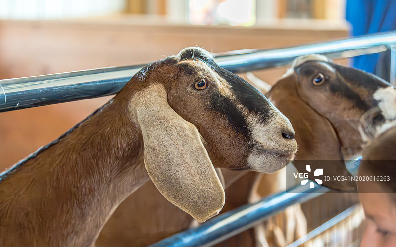 努比亚山羊伸头穿过金属门，从人们那里获取食物图片素材
