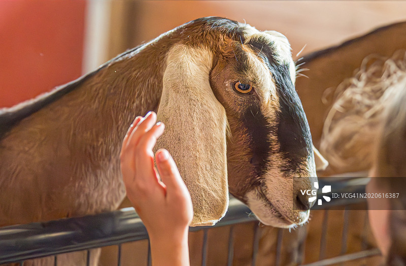 年轻女孩伸手抚摸谷仓里成年安格鲁-努比亚山羊图片素材