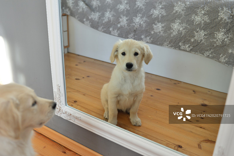 金毛幼犬图片素材