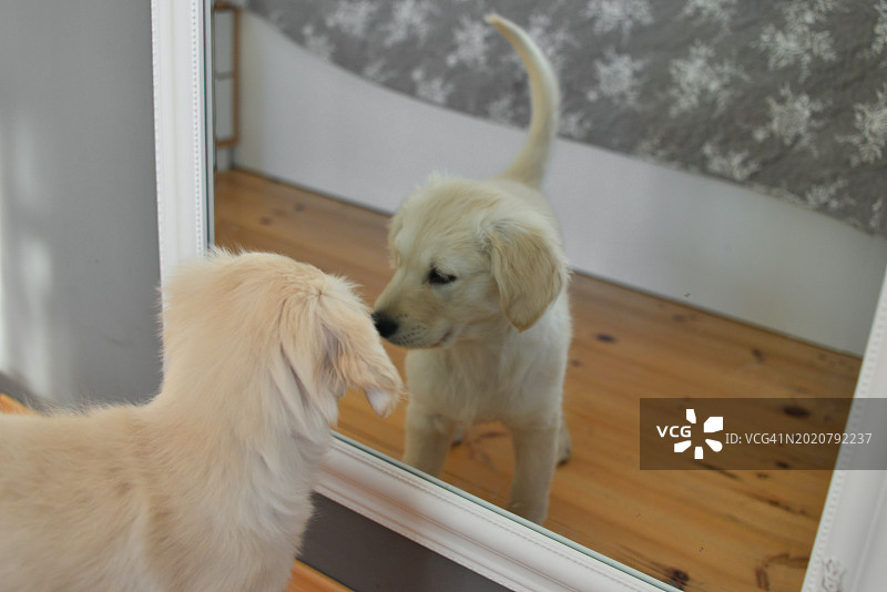 金毛幼犬图片素材