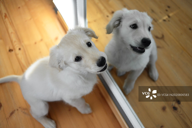 金毛幼犬图片素材