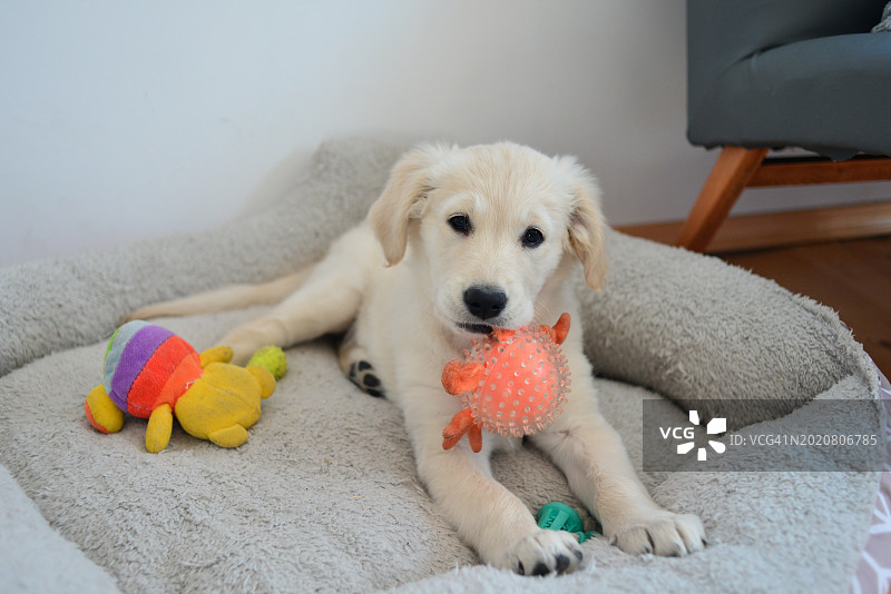 金毛幼犬图片素材