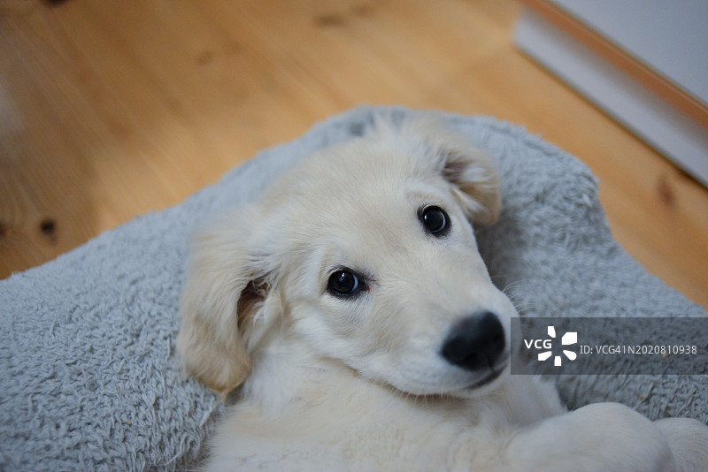 金毛幼犬图片素材