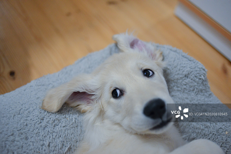 金毛幼犬图片素材