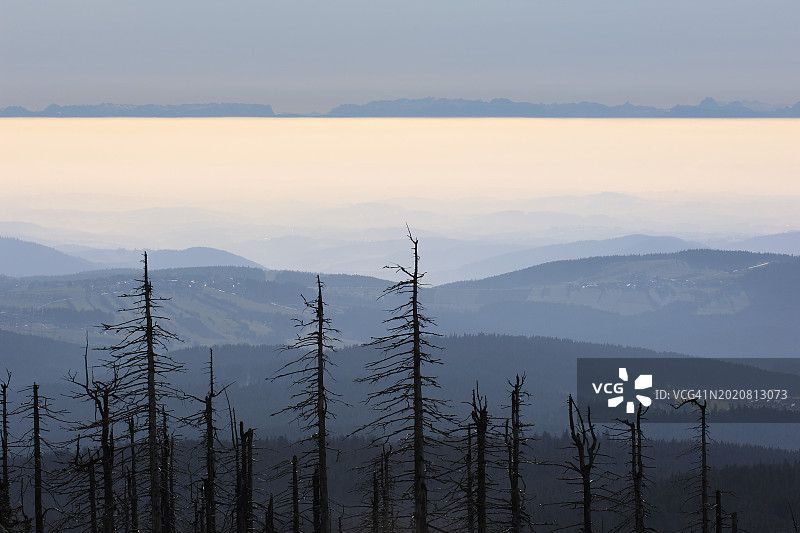 德国巴伐利亚森林的枯萎针叶树图片素材