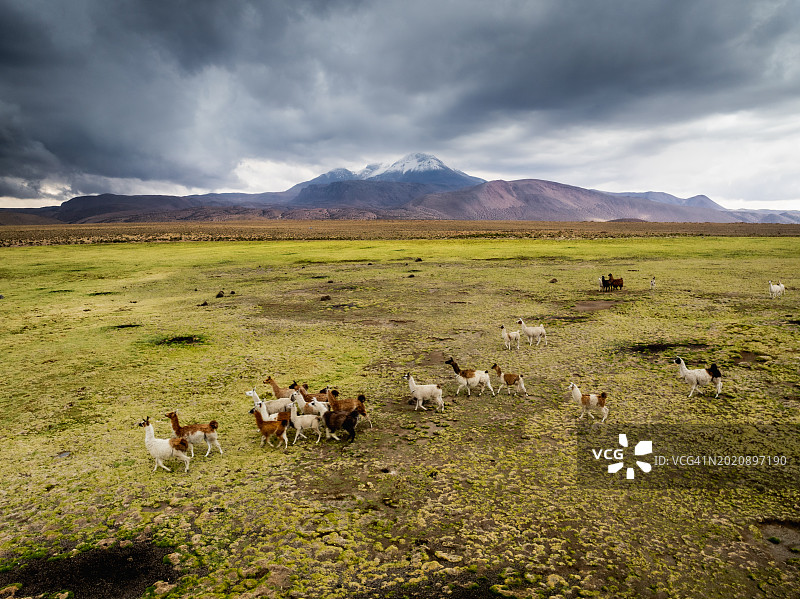 拉斯维库尼亚斯国家保护区的美洲驼图片素材