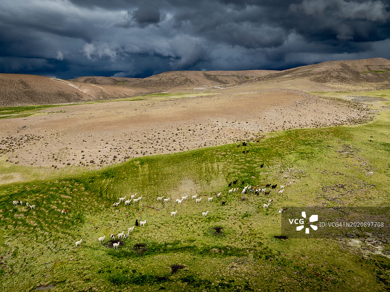 拉斯维库尼亚斯国家保护区的美洲驼图片素材