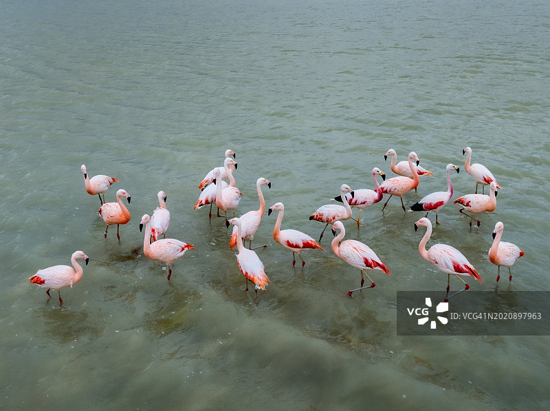 安第斯火烈鸟图片素材