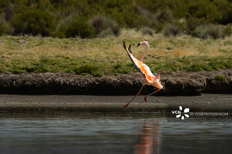 春加拉湖的安第斯火烈鸟图片素材