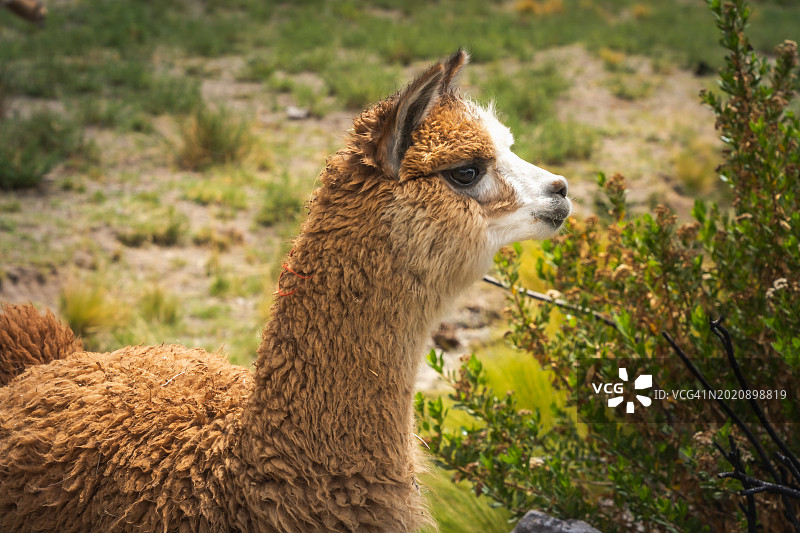 阿塔卡玛高地沙漠中的羊驼图片素材